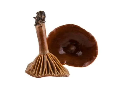Mushrooms Stock Photos