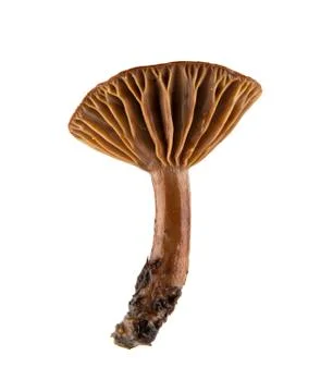 Mushrooms Stock Photos
