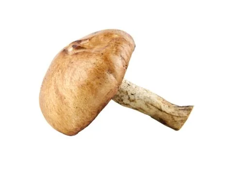 Mushrooms Stock Photos