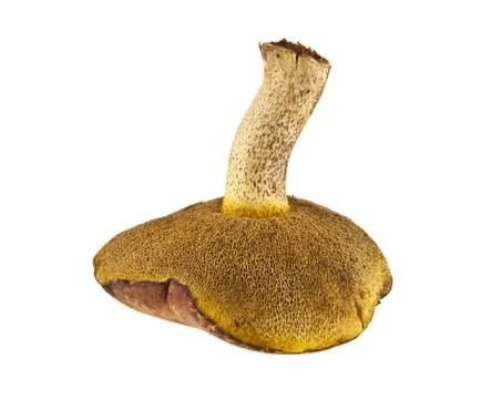Mushrooms Stock Photos