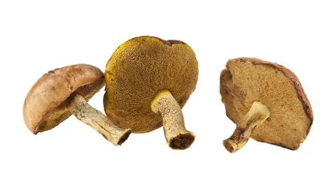Mushrooms Stock Photos