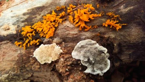 Mushrooms. Stock Photos