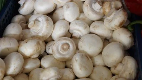 Mushrooms Stock Photos