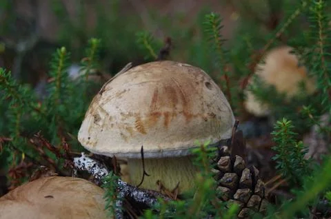 Mushrooms Stock Photos