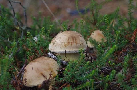 Mushrooms Stock Photos