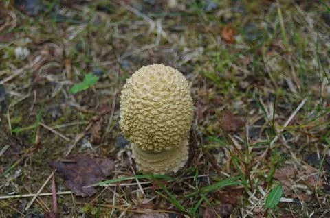 Mushrooms Stock Photos