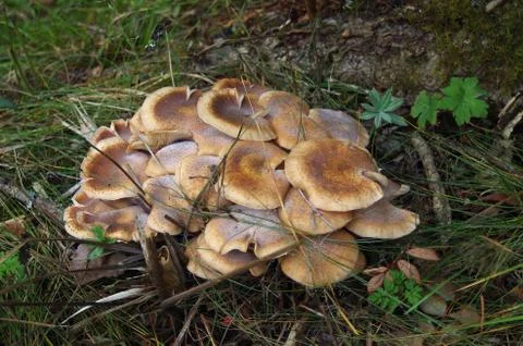 Mushrooms Stock Photos