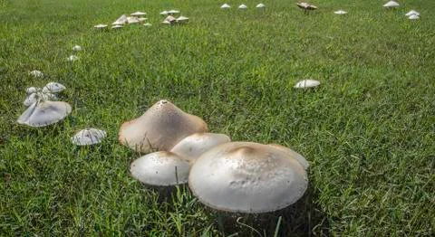 Mushrooms Stock Photos