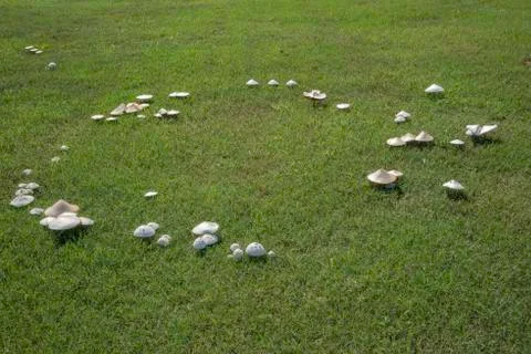 Mushrooms Stock Photos