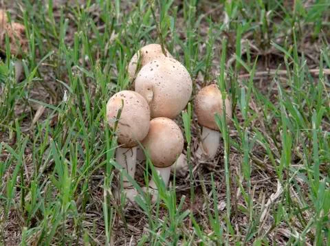 Mushrooms Stock Photos