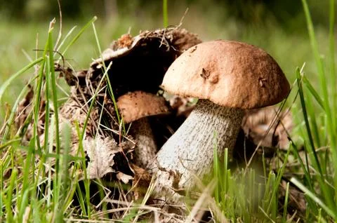 Mushrooms Stock Photos