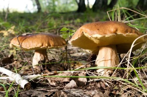 Mushrooms Foto stock