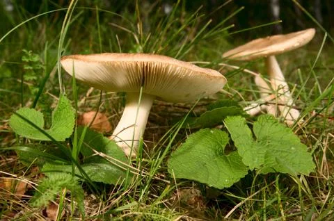 Mushrooms Stock-Fotos