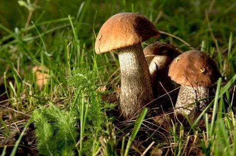 Mushrooms Foto stock
