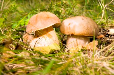 Mushrooms Stock-Fotos