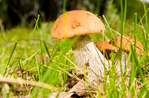 Mushrooms Foto stock