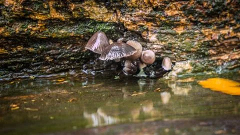 Mushrooms Stock Photos