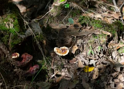 Mushrooms Stock Photos