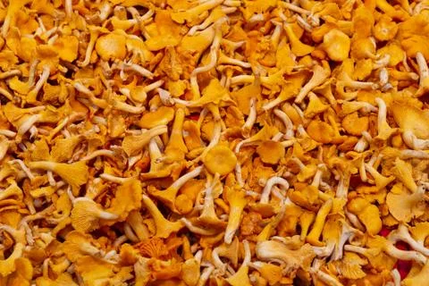 Mushrooms Stock Photos