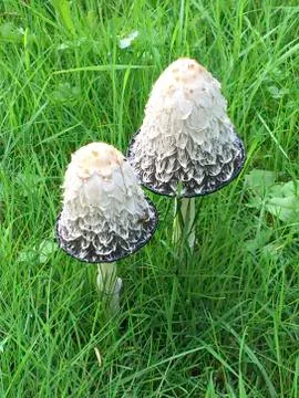 Mushrooms Foto stock
