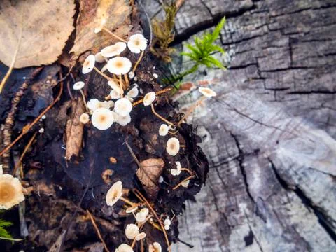 Mushrooms Foto stock