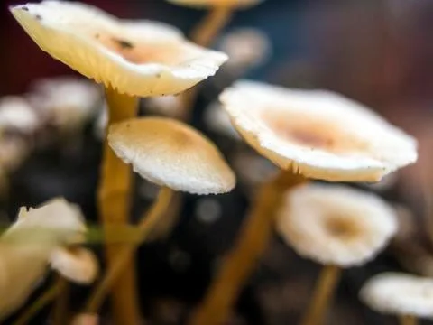 Mushrooms Stock Photos
