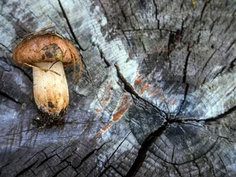 Mushrooms Stock Photos