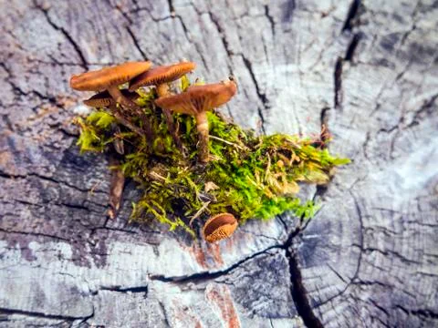 Mushrooms Stock Photos