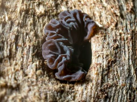 Mushrooms Stock Photos