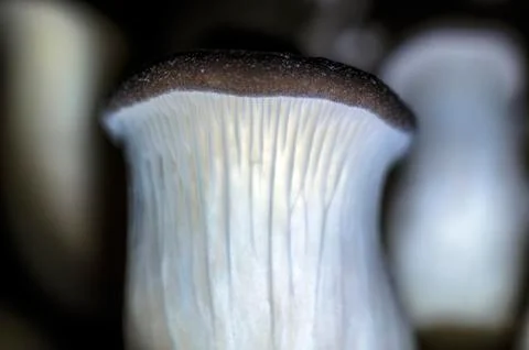 Mushrooms Stock Photos