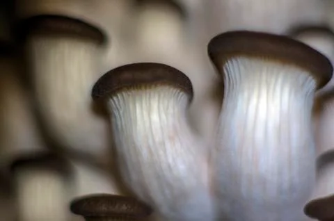 Mushrooms Stock Photos