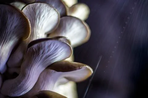 Mushrooms Stock Photos
