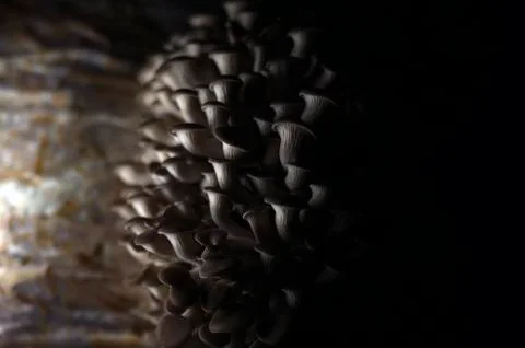 Mushrooms Stock Photos