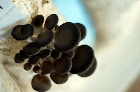 Mushrooms Stock Photos