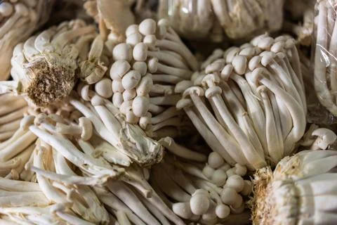 Mushrooms Stock Photos
