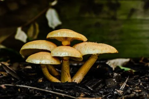 Mushrooms 库存照片