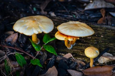 Mushrooms 库存照片