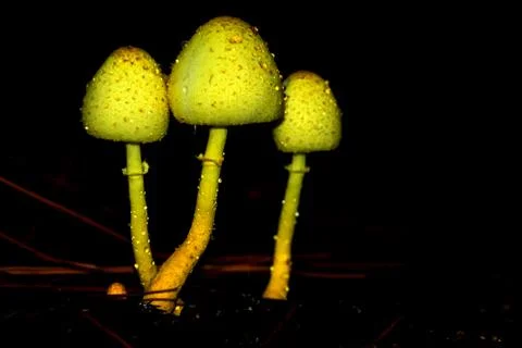 Mushrooms 库存照片