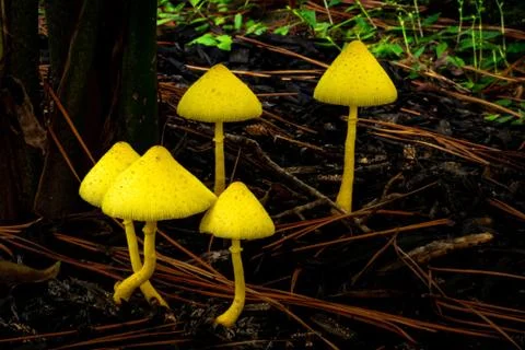 Mushrooms Stock Photos