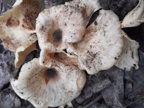 Mushrooms Stock Photos