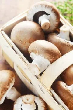 Mushrooms Stock Photos