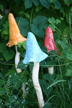 Mushrooms Stock Photos