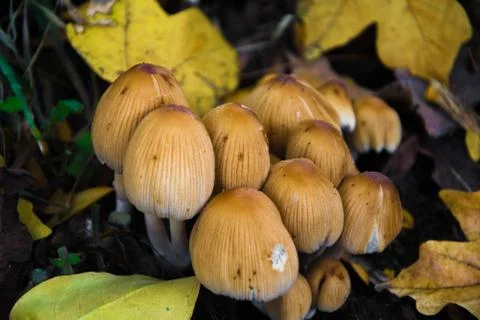 Mushrooms Stock Photos