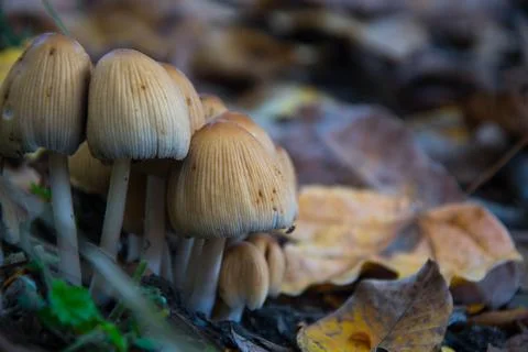Mushrooms Stock Photos