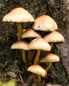 Mushrooms Stock Photos