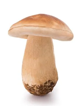 Mushrooms Stock Photos
