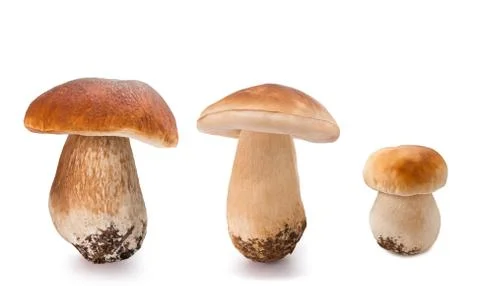 Mushrooms Stock Photos