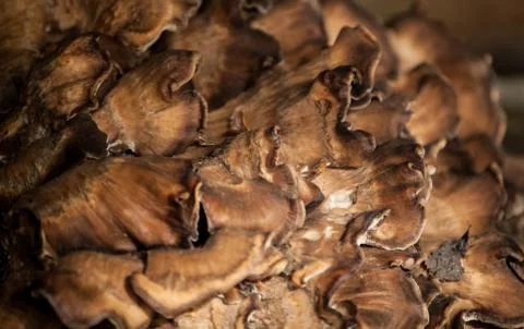 Mushrooms Stock Photos