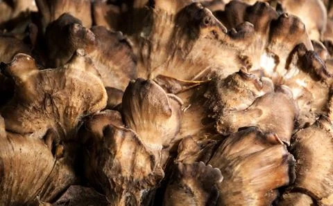 Mushrooms Stock Photos