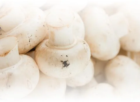 Mushrooms Stock Photos